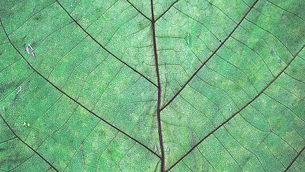 Ein grünes Blatt in der Nahaufnahme